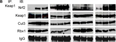 Fig.3.B showing Western Blotting from the publication: Mechanism of chemical activation of Nrf2.