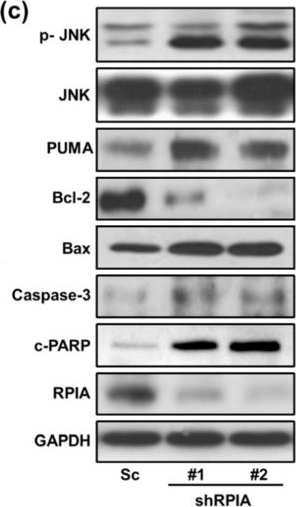 Fig.4.C showing Western Blotting in a Homo sapiens (Human) sample from the publication: Suppression of Ribose-5-Phosphate Isomerase a Induces ROS to Activate Autophagy, Apoptosis, and Cellular Senescence in Lung Cancer.