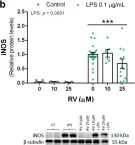 Fig.3.B showing Western Blotting from the publication: Resveratrol Activates Antioxidant Protective Mechanisms in Cellular Models of Alzheimer's Disease Inflammation.