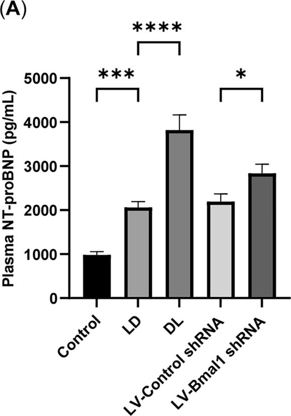 Fig.7.A showing Enzyme-linked immunosorbent assay from the publication: Excessive fat expenditure in MCT-induced heart failure rats is associated with BMAL1/REV-ERBα circadian rhythmic loop disruption.