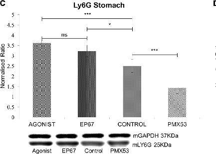 Fig.3.C showing Western Blotting in a Mus musculus (House mouse) sample from the publication: Pharmacological Stimulation of Phagocytosis Enhances Amyloid Plaque Clearance; Evidence from a Transgenic Mouse Model of ATTR Neuropathy.