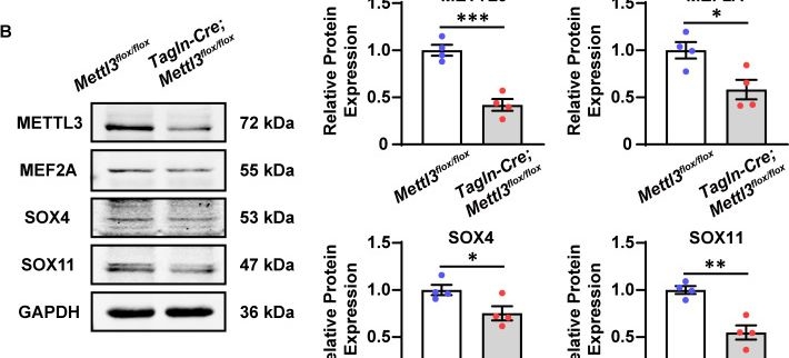 Fig.6.B showing Western Blotting from the publication: Cardiovascular Mettl3 Deficiency Causes Congenital Cardiac Defects and Postnatal Lethality in Mice.