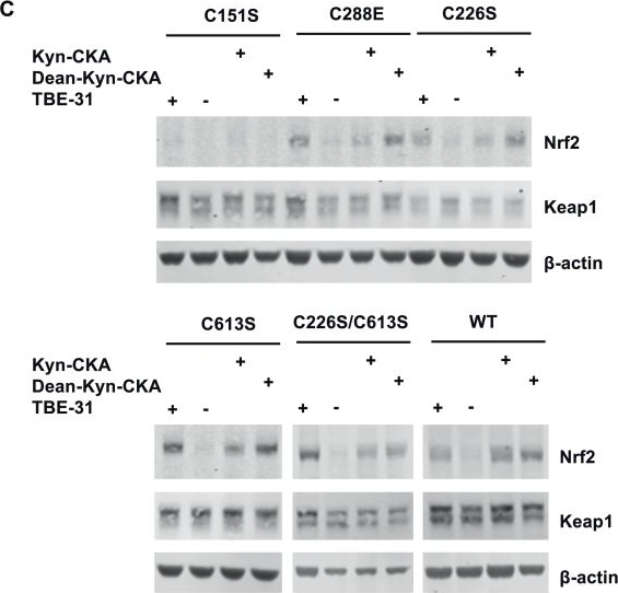 Fig.5.C showing Western Blotting in a Mus musculus (House mouse) sample from the publication: The electrophilic metabolite of kynurenine, kynurenine-CKA, requires C151 in Keap1 to derepress Nrf2.