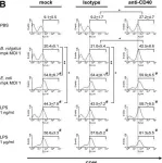 Fig.2.B showing Flow cytometry/Cell sorting from the publication: Role of CD40 ligation in dendritic cell semimaturation.