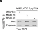 Fig.2.A showing Western Blotting in a Homo sapiens (Human) sample from the publication: Topoisomerase 1 cleavage complex enables pattern recognition and inflammation during senescence.