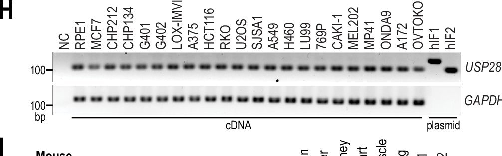 Fig.2.H from the publication: Cancer-associated USP28 missense mutations disrupt 53BP1 interaction and p53 stabilization.