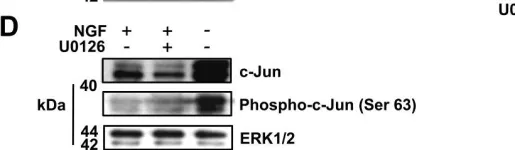 Fig.1.D showing Western Blotting in a Rattus norvegicus (Rat) sample from the publication: The MEK-ERK pathway negatively regulates bim expression through the 3' UTR in sympathetic neurons.