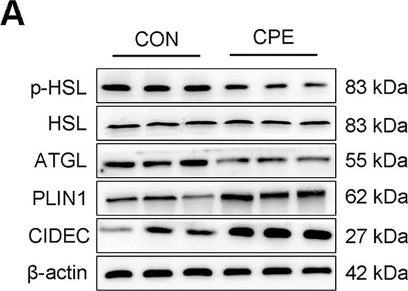 Fig.6.A showing Western Blotting in a Bos taurus (Bovine) sample from the publication: Dietary supplementation with citrus peel extract in transition period improves rumen microbial composition and ameliorates energy metabolism and lactation performance of dairy cows.