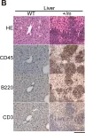 Fig.5.B showing Immunohistochemistry-paraffin in a Mus musculus (House mouse) sample from the publication: Mitochondrial DNA mutations in mutator mice confer respiration defects and B-cell lymphoma development.
