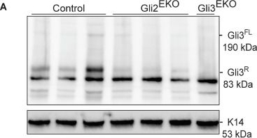 Fig.6.A showing Western Blotting in a Mus musculus (House mouse) sample from the publication: Specific and redundant roles for Gli2 and Gli3 in establishing cell fate during murine hair follicle development.