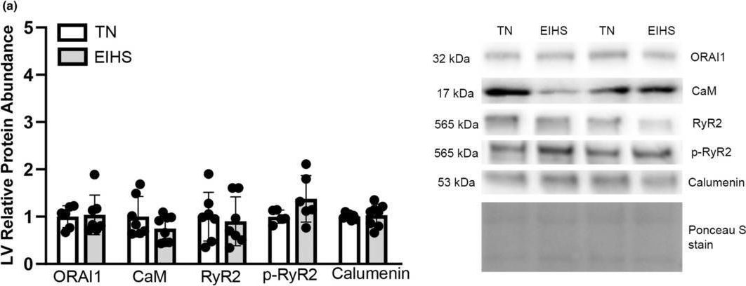 Fig.5.A showing Western Blotting from the publication: Environment-induced heat stress causes ventricular-dependent biochemical changes in the heart in female pigs.