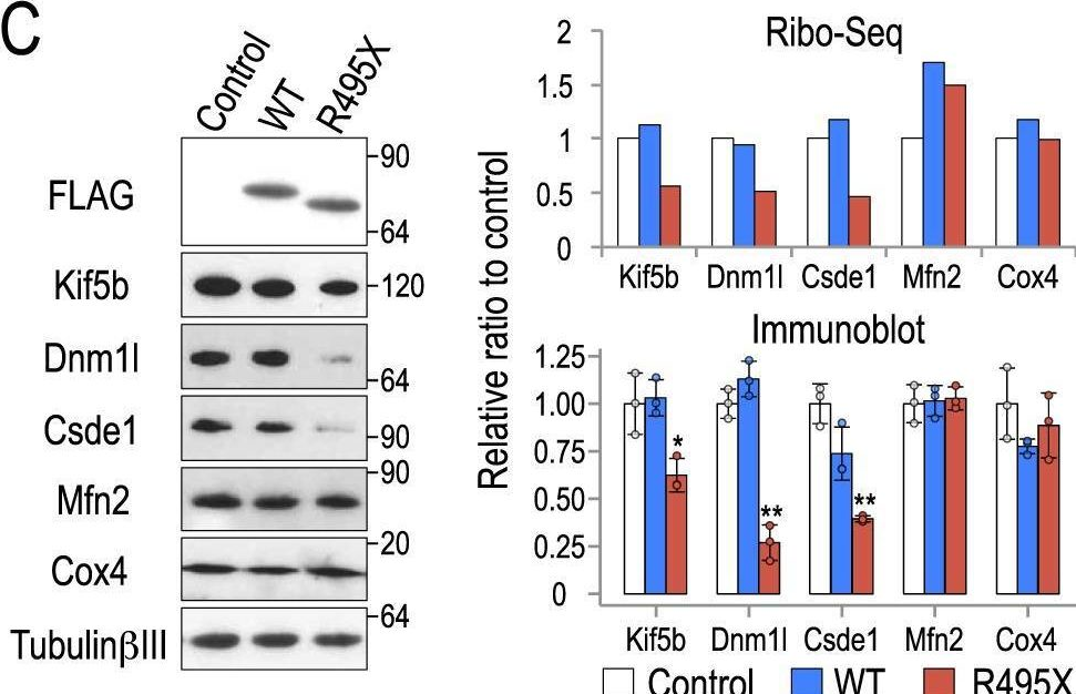 Fig.4.C showing Western Blotting from the publication: Amyotrophic Lateral Sclerosis associated FUS mutation shortens mitochondria and induces neurotoxicity.