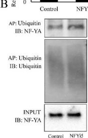 Fig.14.B showing Western Blotting from the publication: In Silico Discovery and Characterization of a Novel Nuclear Transcription Factor-Y (NF-Y) Inhibitor with Antimitogenic Properties.