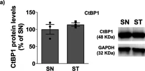 Fig.3.A showing Western Blotting from the publication: CtBP Neuroprotective Role in Toxin-Based Parkinson's Disease Models: From Expression Pattern to Dopaminergic Survival.