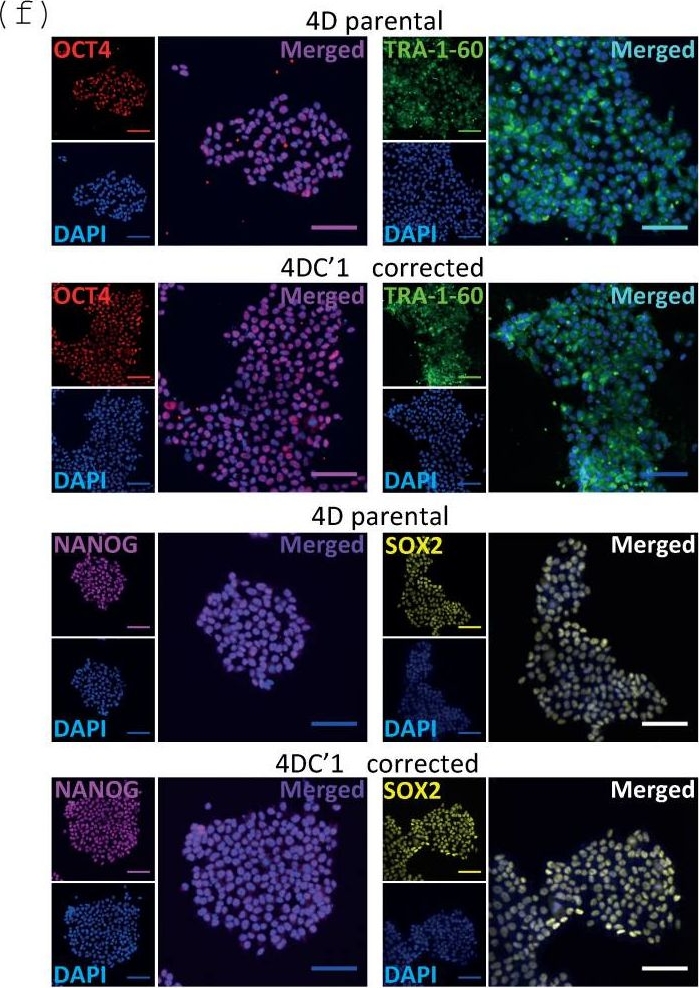 Fig.6.F showing Immunocytochemistry-immunofluorescence in a Homo sapiens (Human) sample from the publication: A Cell-Based Optimised Approach for Rapid and Efficient Gene Editing of Human Pluripotent Stem Cells.