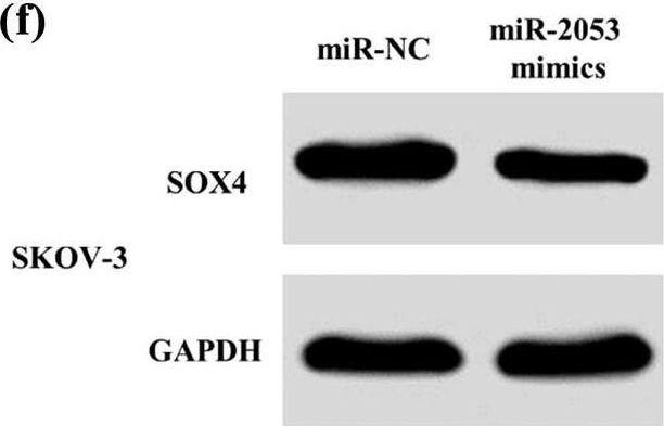 Fig.5.F showing Western Blotting in a Homo sapiens (Human) sample from the publication: miR-2053 inhibits the growth of ovarian cancer cells by downregulating SOX4.