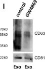 Fig.1.L showing Western Blotting in a Homo sapiens (Human) sample from the publication: Quantifying exosome secretion from single cells reveals a modulatory role for GPCR signaling.