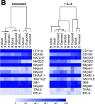 Fig.4.B showing Western Blotting from the publication: Functional paralysis of human natural killer cells by alphaherpesviruses.