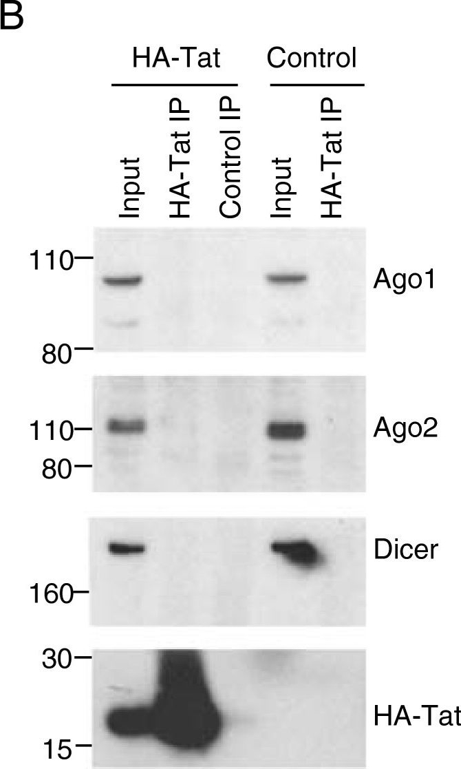 Fig.3.B showing Western Blotting in a Homo sapiens (Human) sample from the publication: Human immunodeficiency virus Tat associates with a specific set of cellular RNAs.
