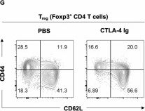 Fig.2.G showing Flow cytometry/Cell sorting from the publication: Costimulation loss enhances IL-2-driven Treg generation by PI3K-STAT3 inhibition in CNS autoimmunity.