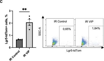 Fig.4.C showing Flow cytometry/Cell sorting from the publication: Vasoactive intestinal peptide promotes secretory differentiation and mitigates radiation-induced intestinal injury.