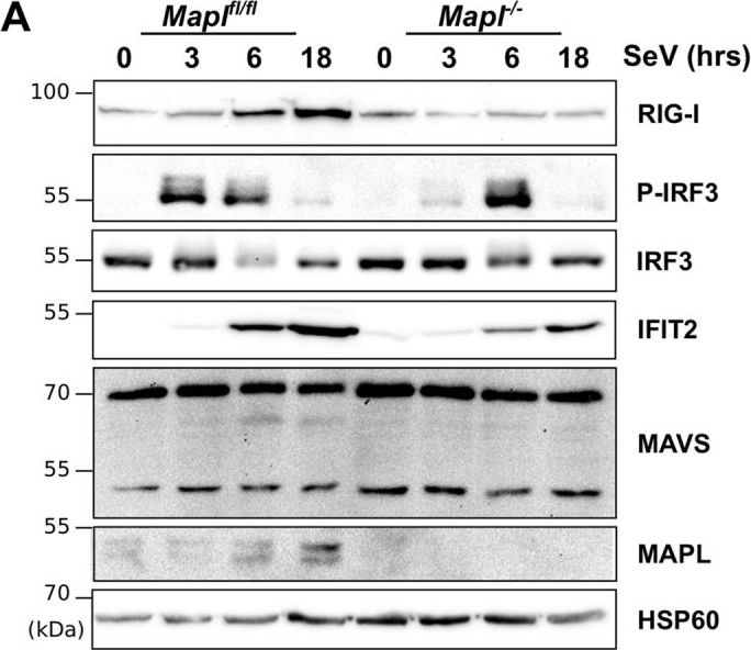 Fig.3.A showing Western Blotting in a Mus musculus (House mouse) sample from the publication: The dynamic interacting landscape of MAPL reveals essential functions for SUMOylation in innate immunity.