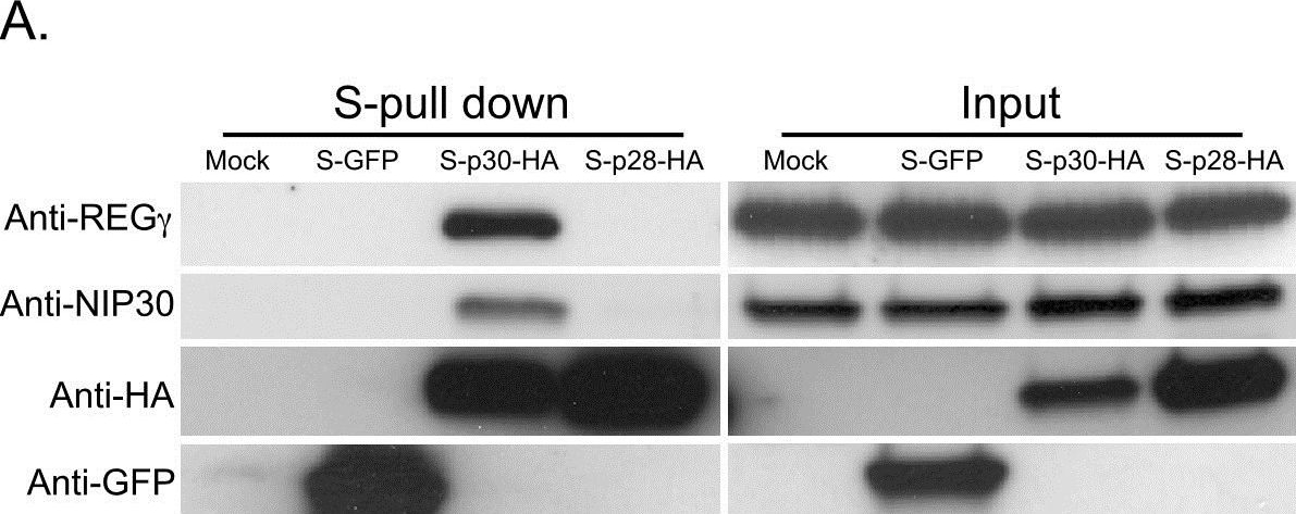 Fig.1.A showing Western Blotting in a Homo sapiens (Human) sample from the publication: Comparative host protein interactions with HTLV-1 p30 and HTLV-2 p28: insights into difference in pathobiology of human retroviruses.