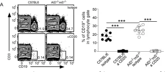 Fig.2.A showing Flow cytometry/Cell sorting from the publication: Differential and site specific impact of B cells in the protective immune response to Mycobacterium tuberculosis in the mouse.