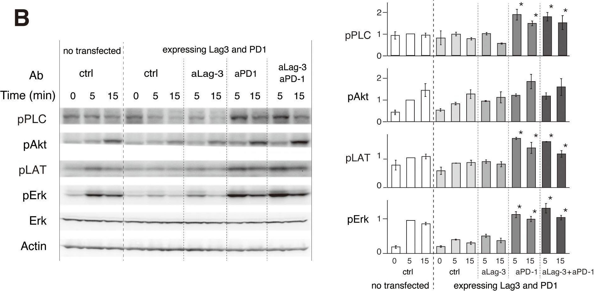 Fig.5.B showing Western Blotting from the publication: Dissociation of LAG-3 inhibitory cluster from TCR microcluster by immune checkpoint blockade.