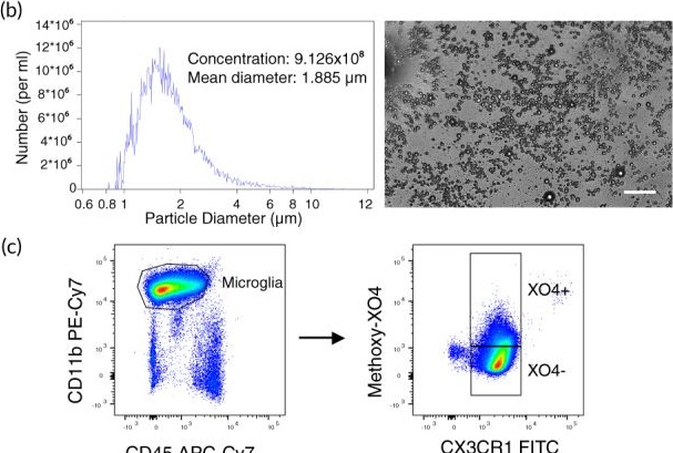 Fig.1.B showing Flow cytometry/Cell sorting from the publication: Transcriptional signature in microglia isolated from an Alzheimer's disease mouse model treated with scanning ultrasound.