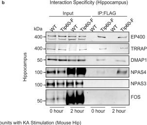 Fig.2.B showing Western Blotting in a Mus musculus (House mouse) sample from the publication: A NPAS4-NuA4 complex couples synaptic activity to DNA repair.
