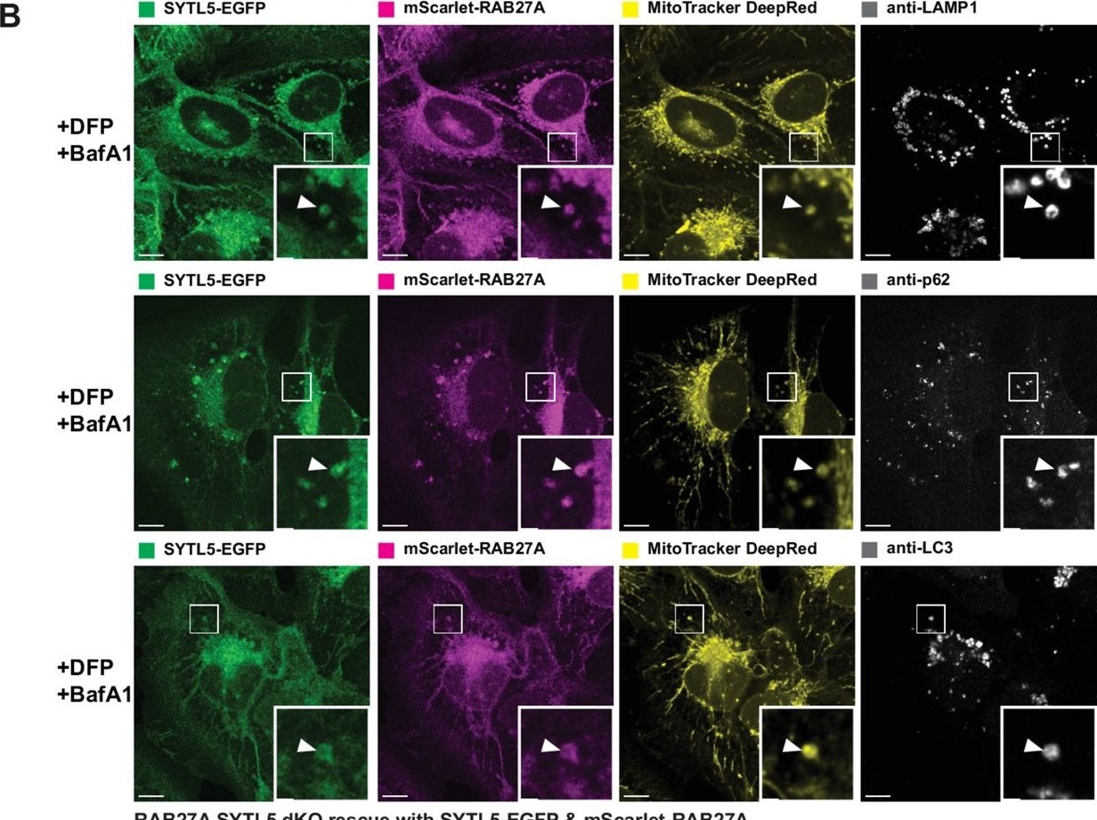 The RAB27A effector SYTL5 regulates mitophagy and mitochondrial metabolism.