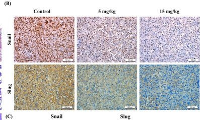 Fig.7.B showing Immunohistochemistry from the publication: Caffeic Acid Derivative MPMCA Inhibits Prostate Cancer EMT and Metastasis by Regulating Transcription Factors Snail and Slug.