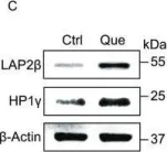 Fig.5.C showing Western Blotting in a Homo sapiens (Human) sample from the publication: Chemical screen identifies a geroprotective role of quercetin in premature aging.
