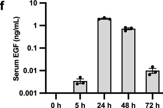 Fig.1.F showing Enzyme-linked immunosorbent assay from the publication: Transient growth factor expression via mRNA in lipid nanoparticles promotes hepatocyte cell therapy in mice.