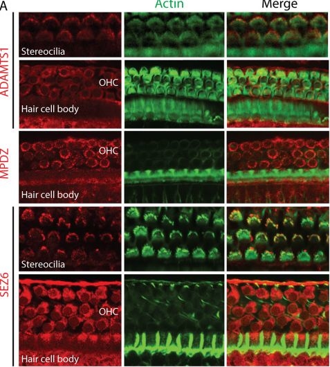 Fig.4.A showing Immunohistochemistry-immunofluorescence in a Mus musculus (House mouse) sample from the publication: ADAMTS1, MPDZ, MVD, and SEZ6: candidate genes for autosomal recessive nonsyndromic hearing impairment.