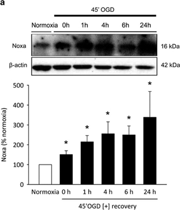 Fig.3.A showing Western Blotting in a Mus musculus (House mouse) sample from the publication: Analysis of BH3-only proteins upregulated in response to oxygen/glucose deprivation in cortical neurons identifies Bmf but not Noxa as potential mediator of neuronal injury.