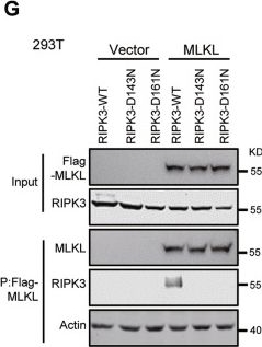 Fig.2.G showing Western Blotting in a Mus musculus (House mouse) sample from the publication: A viable kinase-inactive RIPK3 D143N mouse model reveals its scaffold function in driving TNF-induced inflammatory disorder.