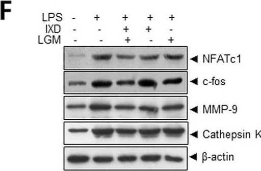 Fig.5.F showing Western Blotting in a Homo sapiens (Human) sample from the publication: Ixeris dentata and Lactobacillus gasseri media protect against periodontitis through Nrf2-HO-1 signalling pathway.