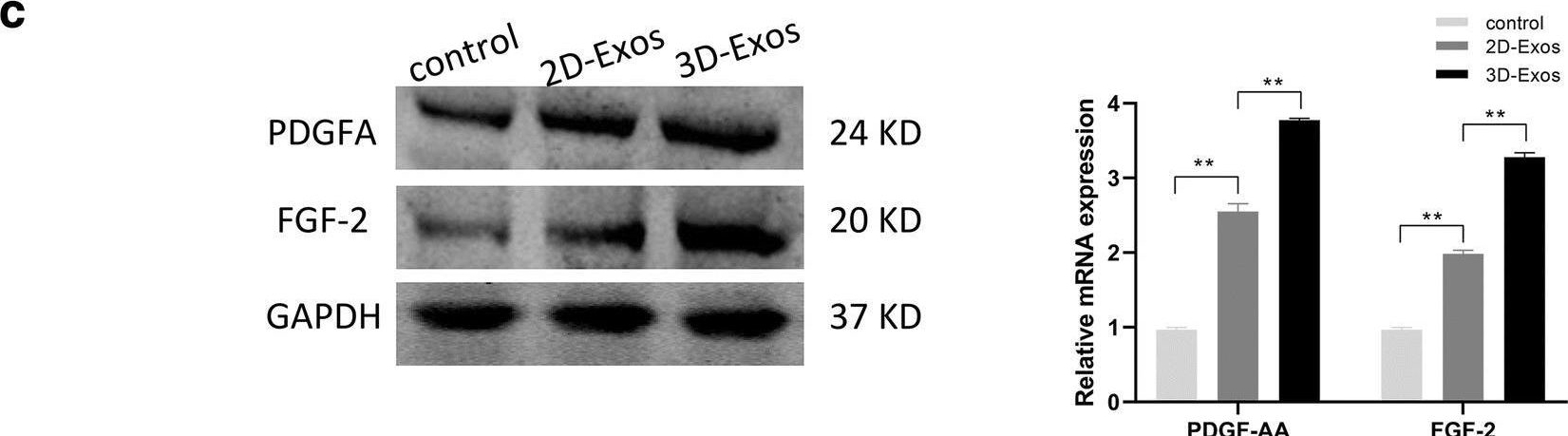 Fig.4.C showing Western Blotting from the publication: Exosomes produced from 3D cultures of umbilical cord mesenchymal stem cells in a hollow-fiber bioreactor show improved osteochondral regeneration activity.