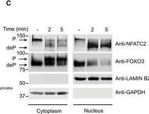 Fig.3.C showing Western Blotting from the publication: LymphoAtlas: a dynamic and integrated phosphoproteomic resource of TCR signaling in primary T cells reveals ITSN2 as a regulator of effector functions.