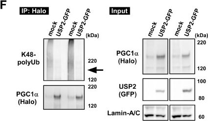 Fig.5.F showing Western Blotting in an Armoracia rusticana (Horseradish) sample from the publication: USP2 Mitigates Reactive Oxygen Species-Induced Mitochondrial Damage via UCP2 Expression in Myoblasts.
