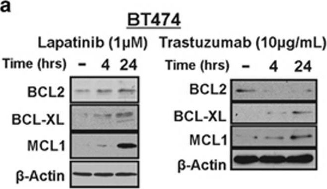 Fig.5.A showing Western Blotting from the publication: Regulation of anti-apoptotic signaling by Kruppel-like factors 4 and 5 mediates lapatinib resistance in breast cancer.