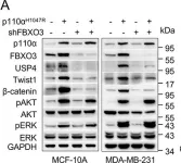 Fig.6.A showing Western Blotting from the publication: FBXO3 stabilizes USP4 and Twist1 to promote PI3K-mediated breast cancer metastasis.