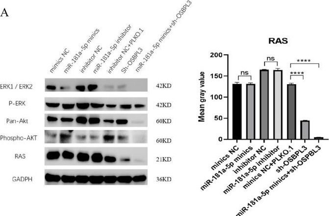 Fig.4.A showing Western Blotting in a Homo sapiens (Human) sample from the publication: Hsa-miR-181a-5p Enhances the Chemosensitivity of Breast Cancer Cells to Tamoxifen by Regulation of the OSBPL3/RAS Signaling Pathway.