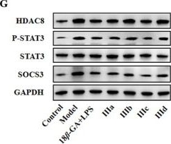 Fig.3.G showing Western Blotting in a Mus musculus (House mouse) sample from the publication: Application of 18β-glycyrrhetinic acid Fluorescent probes in cell imaging.
