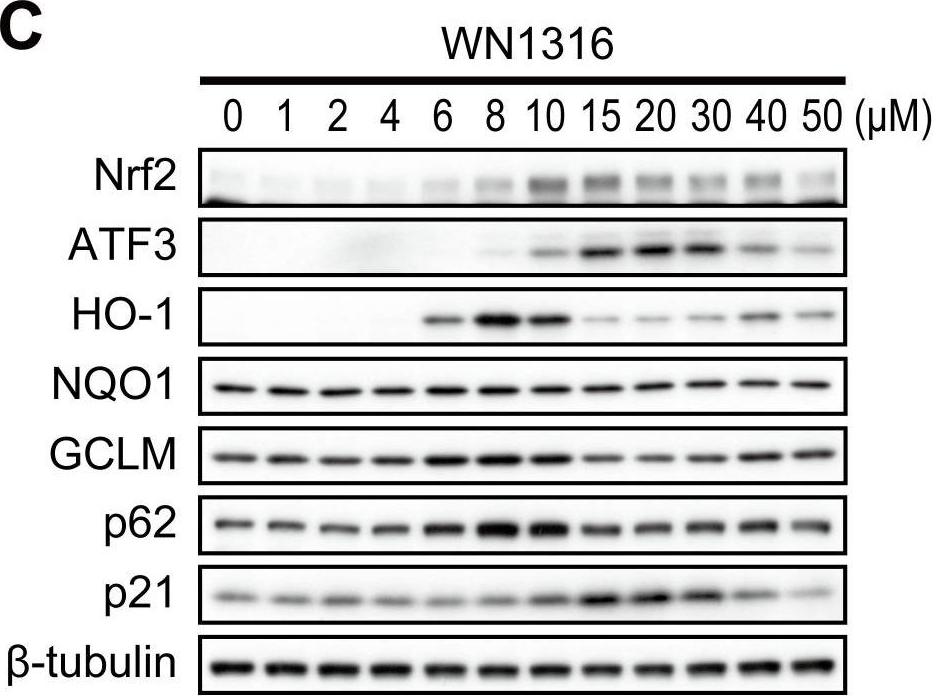 A novel acylaminoimidazole derivative, WN1316, alleviates disease progression via suppression of glial inflammation in ALS mouse model.