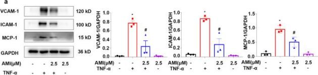 CD54/ICAM-1 (E3Q9N) Rabbit Monoclonal Antibody | Cell Signaling