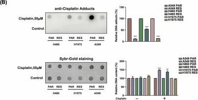 Fig.4.B showing Western Blotting in a Homo sapiens (Human) sample from the publication: GATOR1 complex controls cisplatin sensitivity.