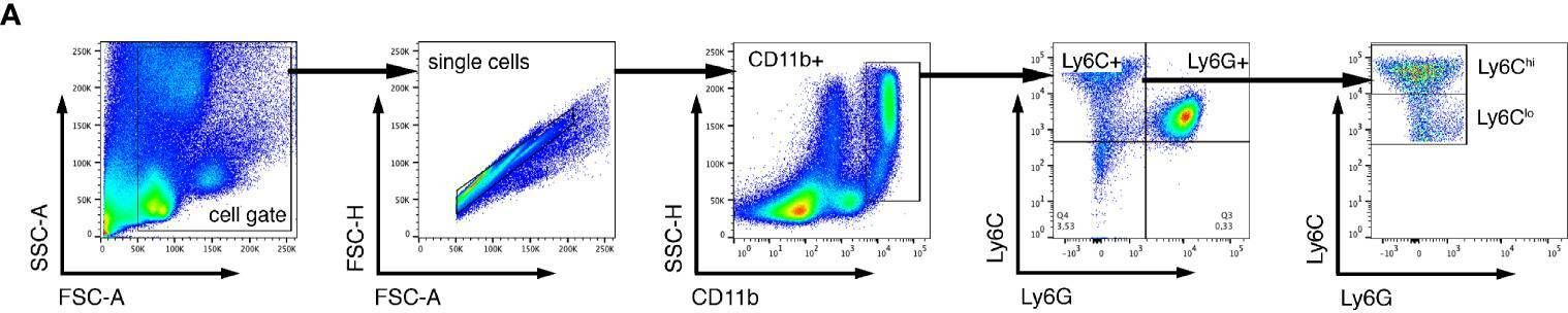 Fig.3.A showing Flow cytometry/Cell sorting from the publication: CCR2 Deficiency Impairs Ly6Clo and Ly6Chi Monocyte Responses in Orientia tsutsugamushi Infection.
